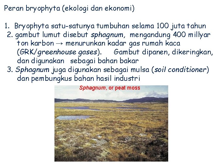 Peran bryophyta (ekologi dan ekonomi) 1. Bryophyta satu-satunya tumbuhan selama 100 juta tahun 2.