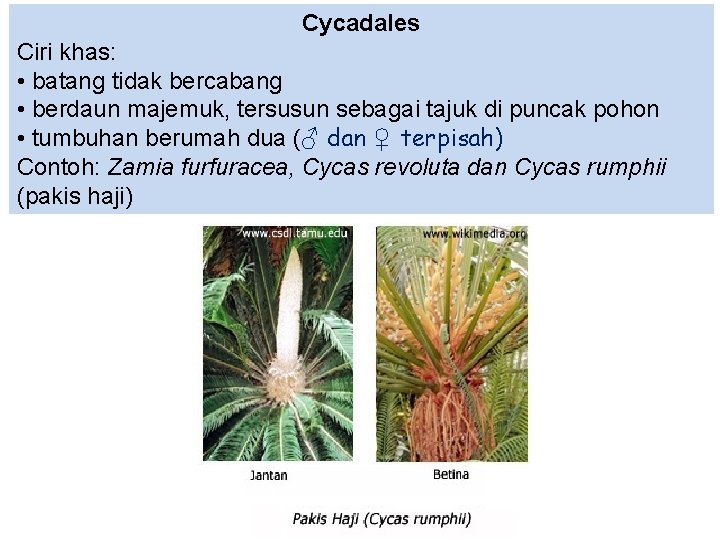 Cycadales Ciri khas: • batang tidak bercabang • berdaun majemuk, tersusun sebagai tajuk di