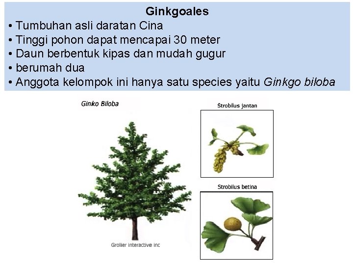 Ginkgoales • Tumbuhan asli daratan Cina • Tinggi pohon dapat mencapai 30 meter •