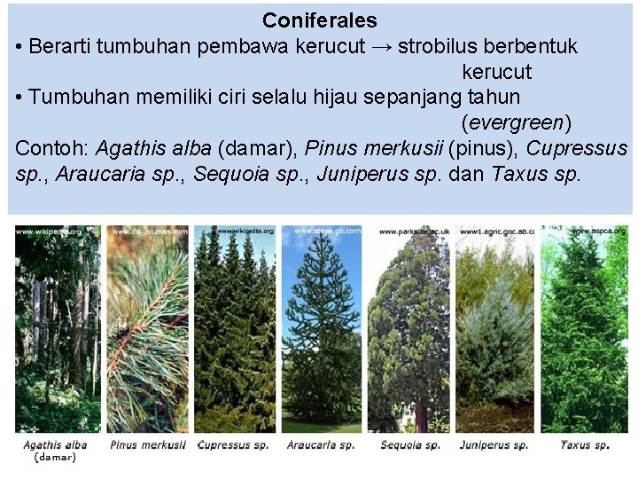 Coniferales • Berarti tumbuhan pembawa kerucut → strobilus berbentuk kerucut • Tumbuhan memiliki ciri