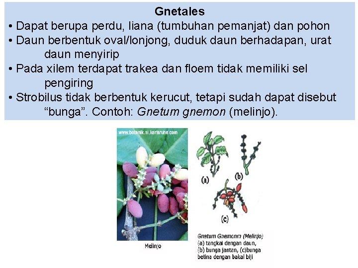Gnetales • Dapat berupa perdu, liana (tumbuhan pemanjat) dan pohon • Daun berbentuk oval/lonjong,