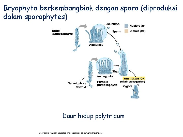 Bryophyta berkembangbiak dengan spora (diproduksi dalam sporophytes) Daur hidup polytricum 