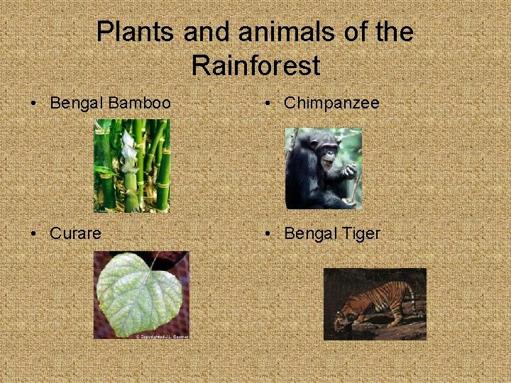 Plants and animals of the Rainforest • Bengal Bamboo • Chimpanzee • Curare •