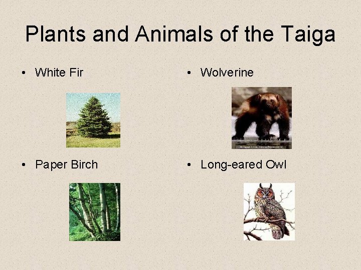 Plants and Animals of the Taiga • White Fir • Wolverine • Paper Birch