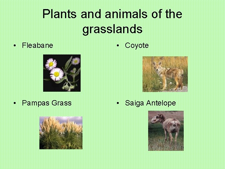 Plants and animals of the grasslands • Fleabane • Coyote • Pampas Grass •