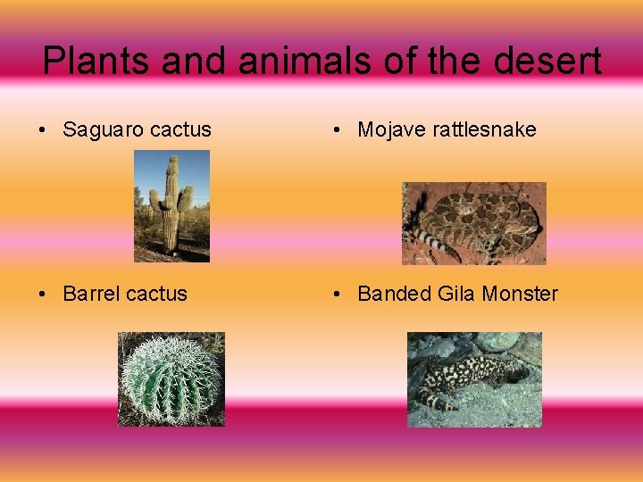 Plants and animals of the desert • Saguaro cactus • Mojave rattlesnake • Barrel