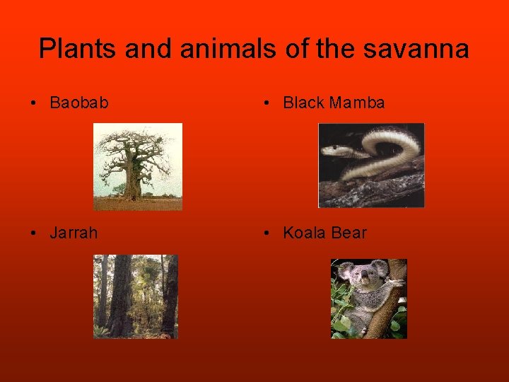 Plants and animals of the savanna • Baobab • Black Mamba • Jarrah •