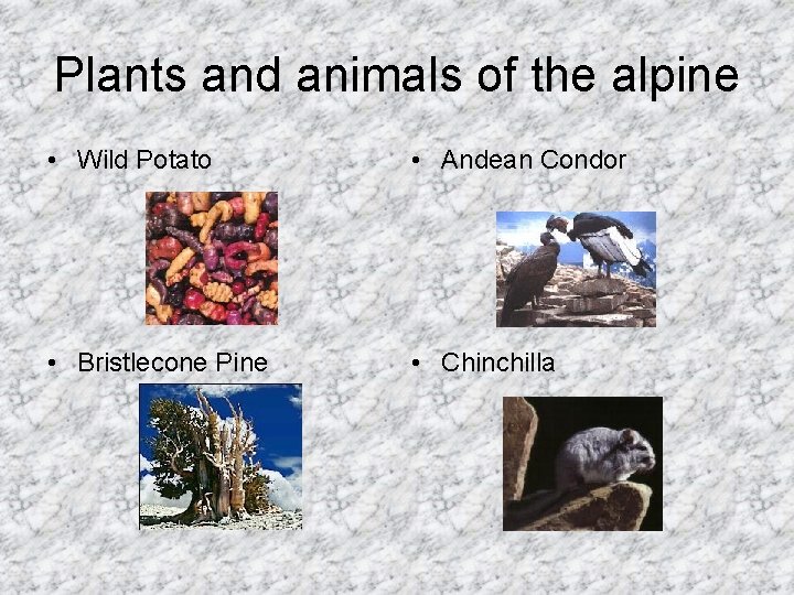 Plants and animals of the alpine • Wild Potato • Andean Condor • Bristlecone