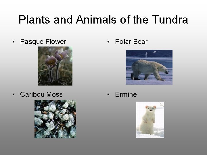 Plants and Animals of the Tundra • Pasque Flower • Polar Bear • Caribou