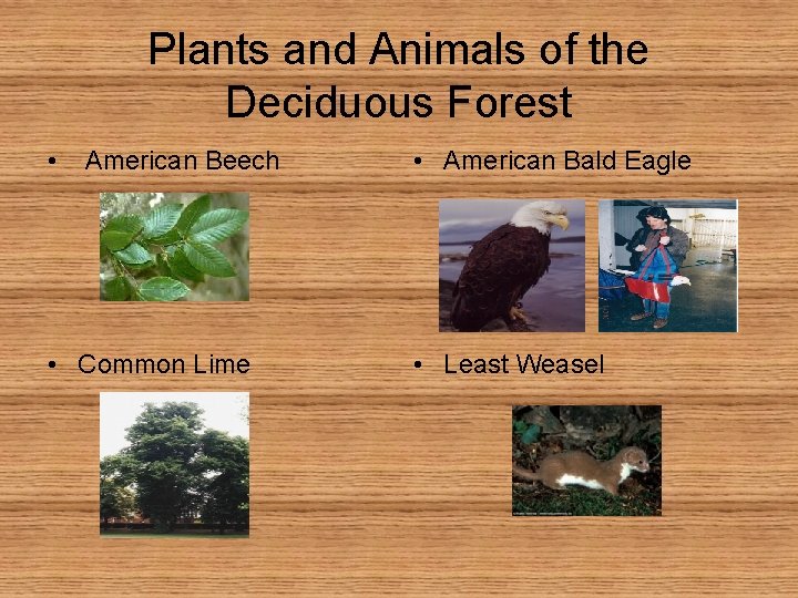 Plants and Animals of the Deciduous Forest • American Beech • Common Lime •