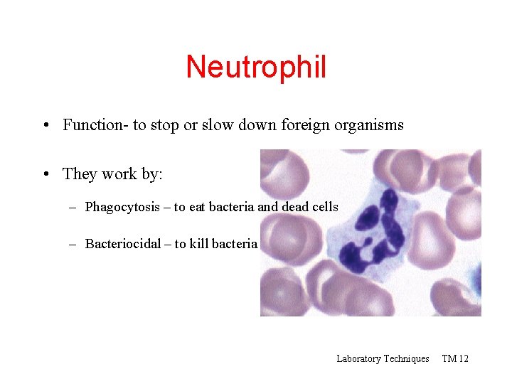 Neutrophil • Function- to stop or slow down foreign organisms • They work by: