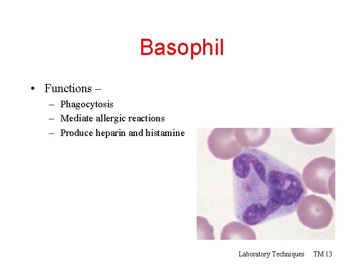 Basophil • Functions – – Phagocytosis – Mediate allergic reactions – Produce heparin and