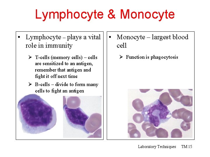 Lymphocyte & Monocyte • Lymphocyte – plays a vital role in immunity Ø T-cells