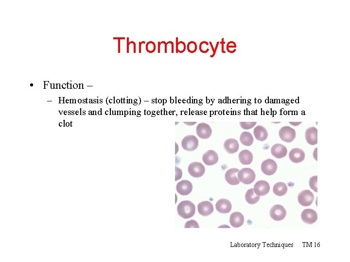 Thrombocyte • Function – – Hemostasis (clotting) – stop bleeding by adhering to damaged