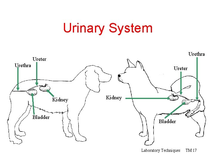 Urinary System Urethra Ureter Kidney Bladder Laboratory Techniques TM 17 