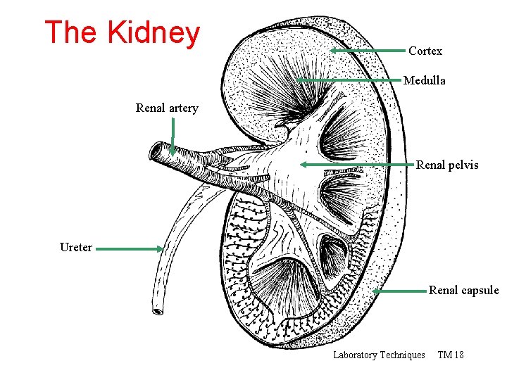 The Kidney Cortex Medulla Renal artery Renal pelvis Ureter Renal capsule Laboratory Techniques TM