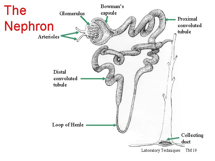 The Nephron Glomerulus Arterioles Bowman’s capsule Proximal convoluted tubule Distal convoluted tubule Loop of