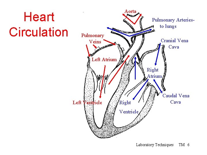 Heart Circulation Aorta Pulmonary Arteriesto lungs Pulmonary Veins Cranial Vena Cava Left Atrium Right