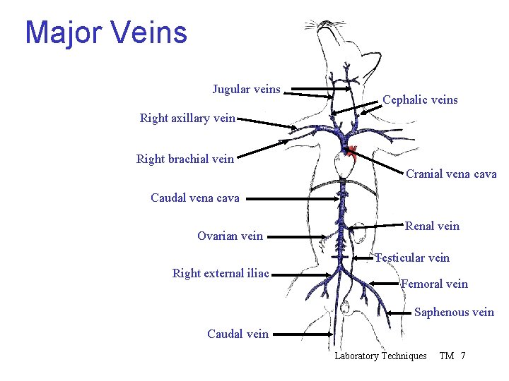 Major Veins Jugular veins Cephalic veins Right axillary vein Right brachial vein Cranial vena