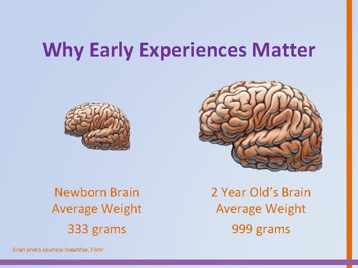 Why Early Experiences Matter Newborn Brain Average Weight 333 grams Brain photo courtesy Isaac.