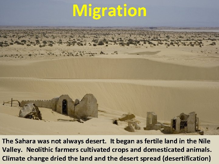Migration The Sahara was not always desert. It began as fertile land in the
