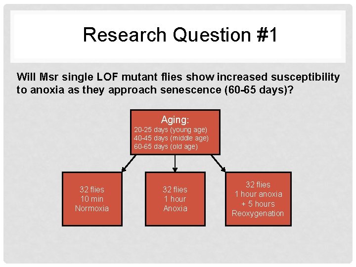 Research Question #1 Will Msr single LOF mutant flies show increased susceptibility to anoxia