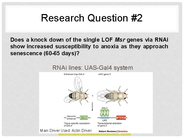 Research Question #2 Does a knock down of the single LOF Msr genes via