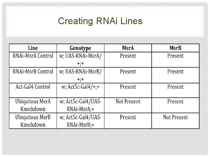 Creating RNAi Lines 