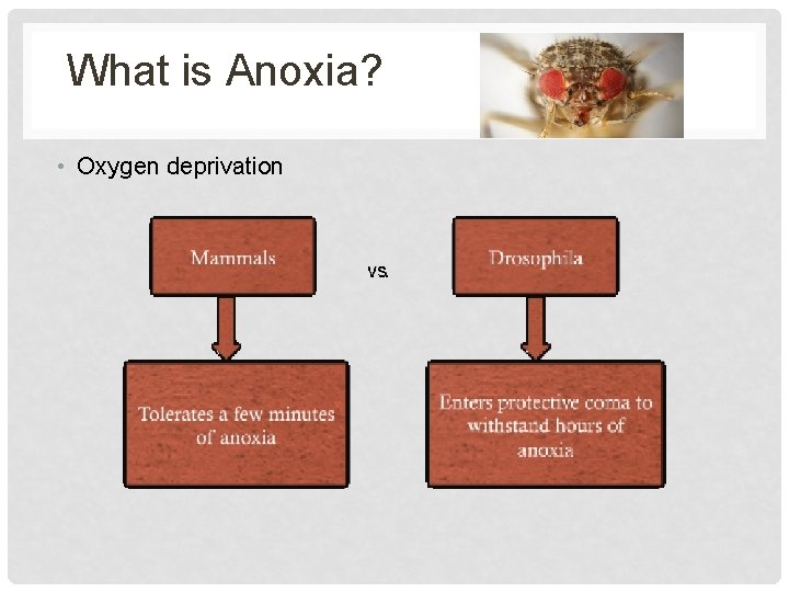 What is Anoxia? • Oxygen deprivation 