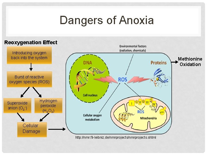 Dangers of Anoxia Reoxygenation Effect Introducing oxygen back into the system Methionine Oxidation Burst