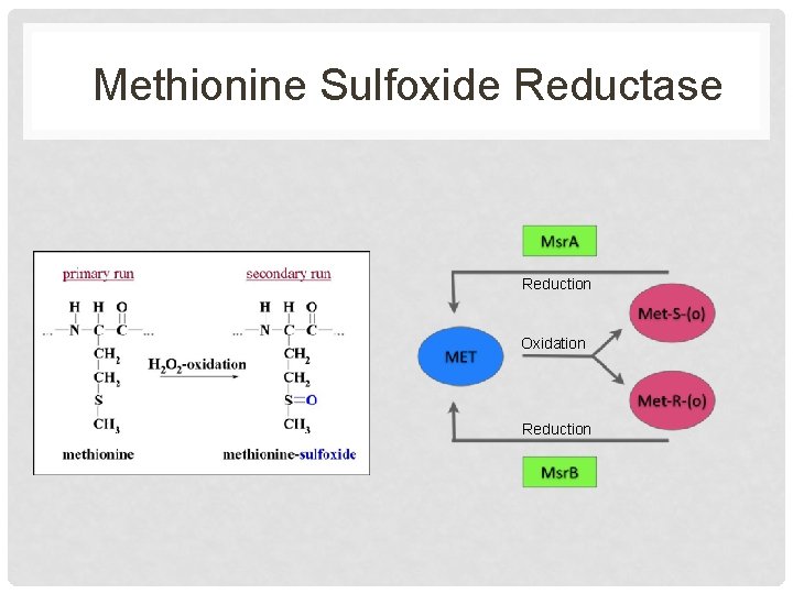 Methionine Sulfoxide Reductase Reduction Oxidation Reduction 