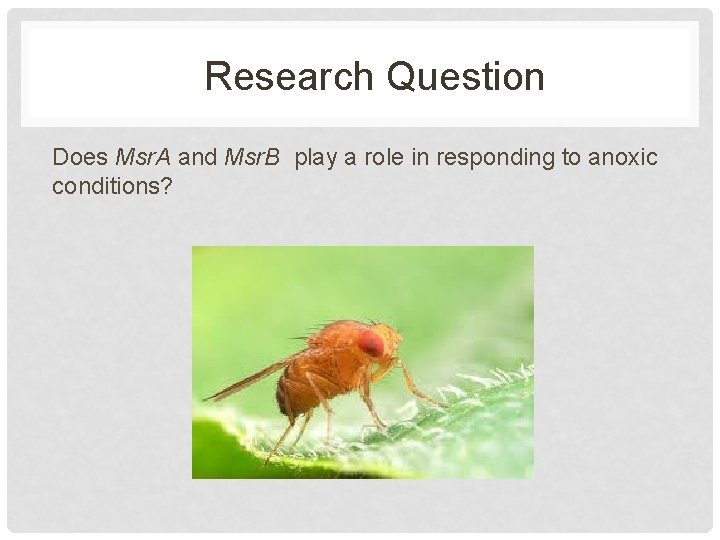 Research Question Does Msr. A and Msr. B play a role in responding to
