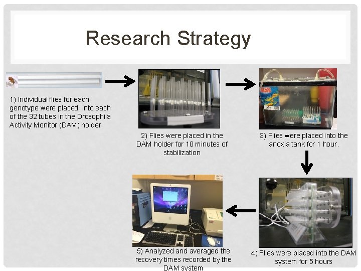 Research Strategy 1) Individual flies for each genotype were placed into each of the