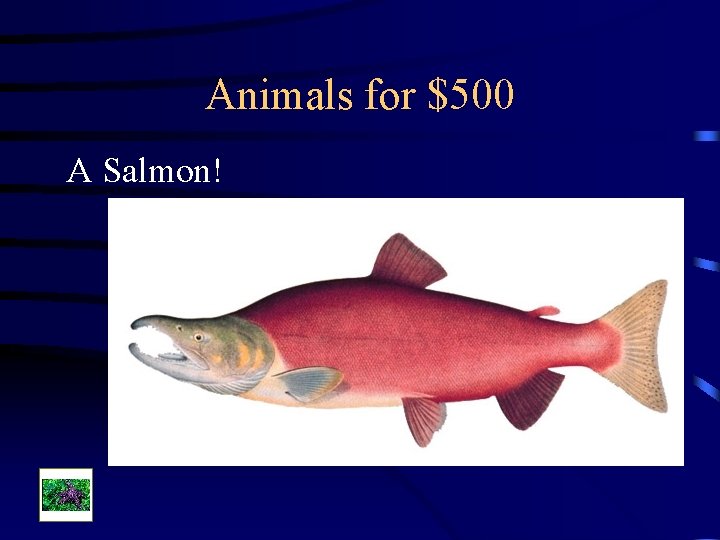 Animals for $500 A Salmon! 