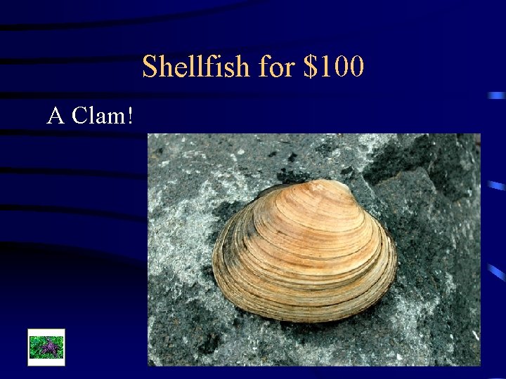 Shellfish for $100 A Clam! 