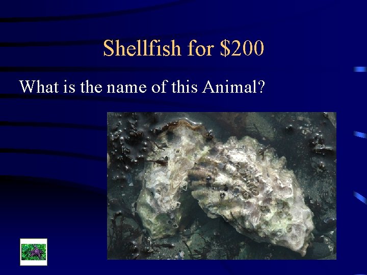 Shellfish for $200 What is the name of this Animal? 