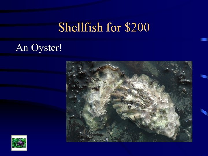 Shellfish for $200 An Oyster! 