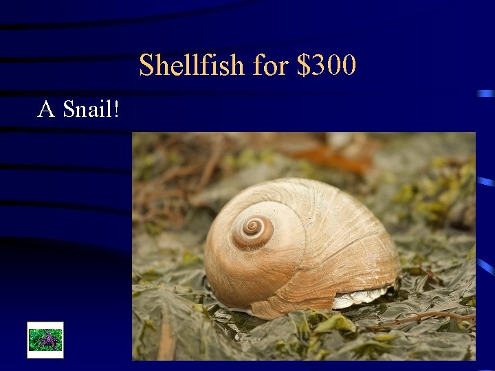 Shellfish for $300 A Snail! 