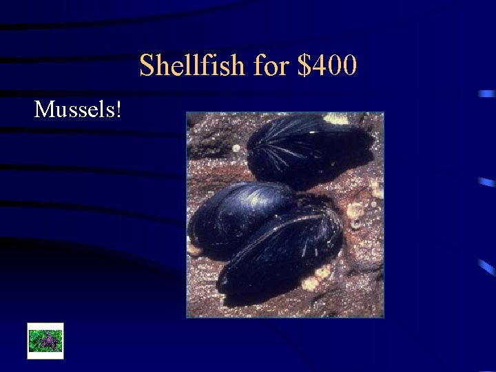 Shellfish for $400 Mussels! 