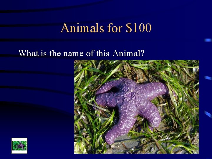 Animals for $100 What is the name of this Animal? 