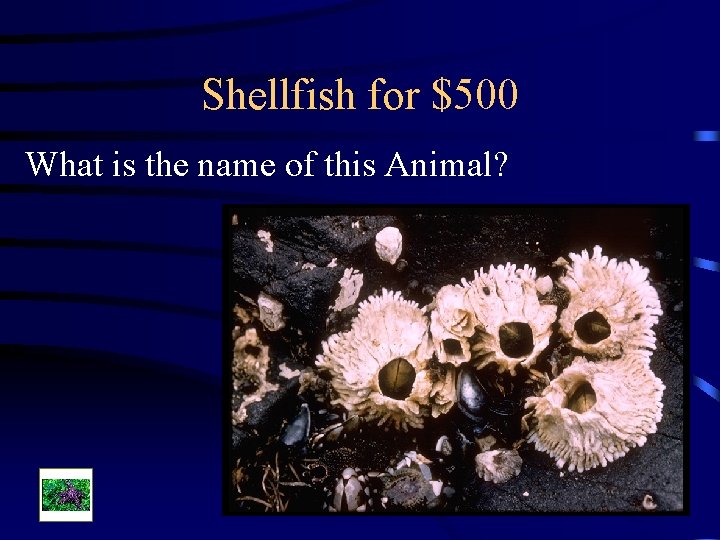 Shellfish for $500 What is the name of this Animal? 