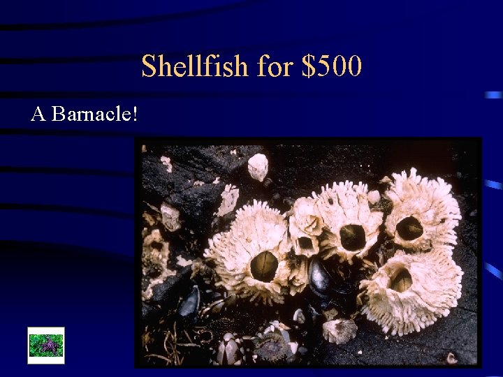 Shellfish for $500 A Barnacle! 