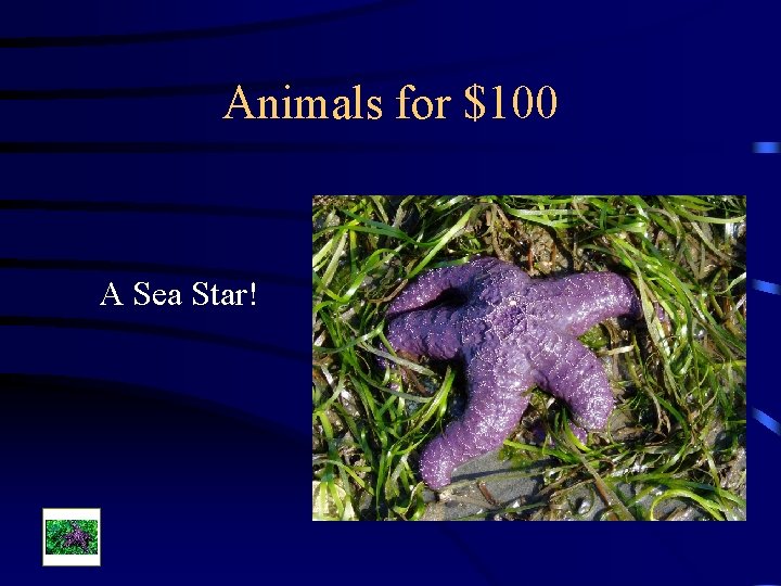 Animals for $100 A Sea Star! 