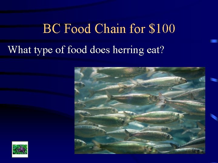 BC Food Chain for $100 What type of food does herring eat? 