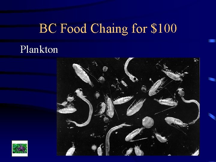 BC Food Chaing for $100 Plankton 