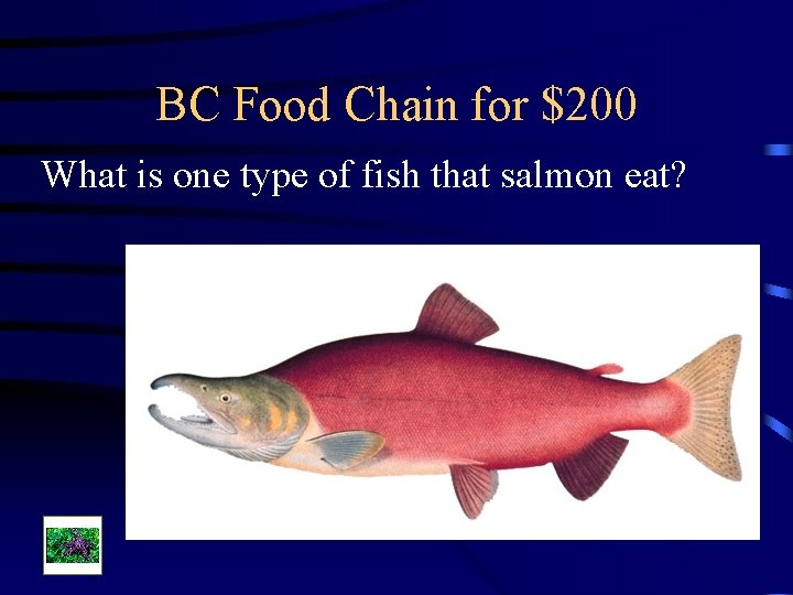 BC Food Chain for $200 What is one type of fish that salmon eat?