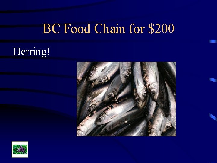 BC Food Chain for $200 Herring! 