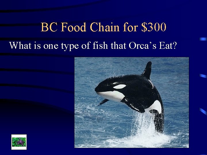 BC Food Chain for $300 What is one type of fish that Orca’s Eat?
