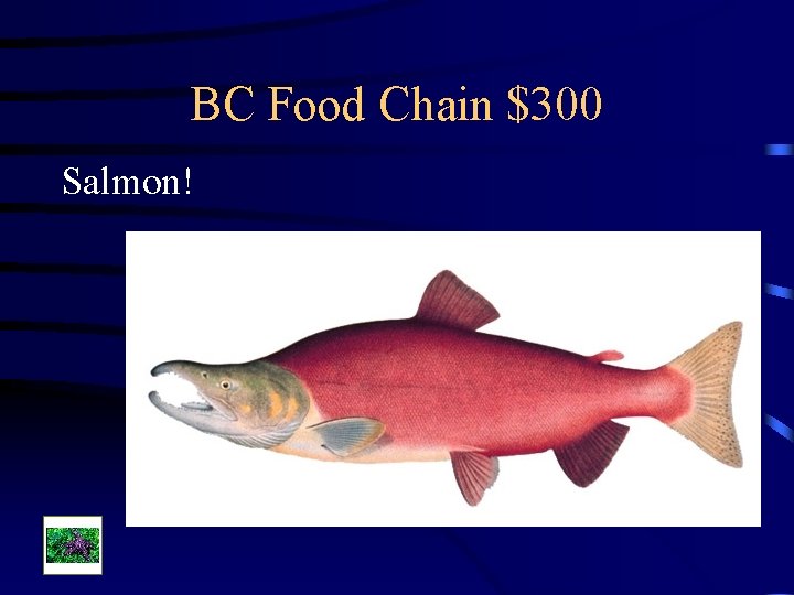 BC Food Chain $300 Salmon! 