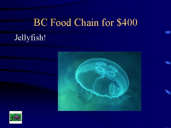 BC Food Chain for $400 Jellyfish! 
